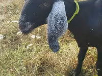 母山羊, Nubian Goat — 照片 5