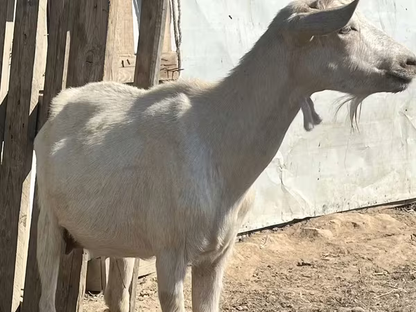 母山羊, LaMancha goats
