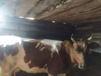 Vaca, Ganado vacuno — foto 4