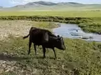 Bull, Cattle — photo 5