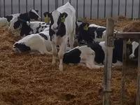 Bull, Holstein breed — photo 4