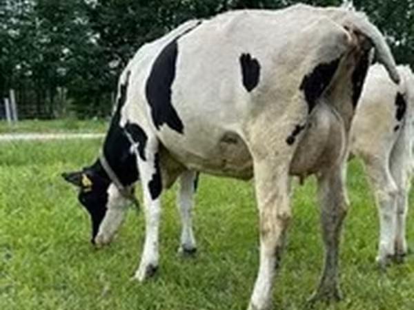 Holstein-race