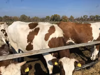 母牛, Red-spotted breed — 照片 3