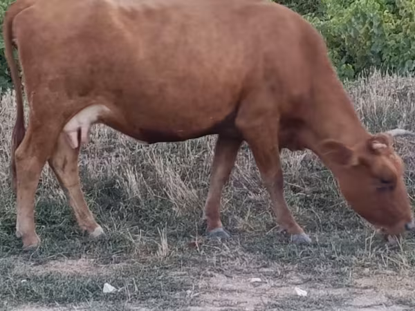 Bulle, Rinder