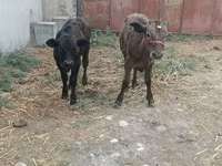 Cow, Cattle — photo 8