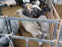 公羊, Sheep — 照片 3