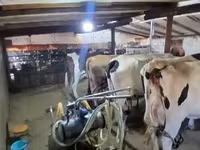 Cow, Holstein breed — photo 5