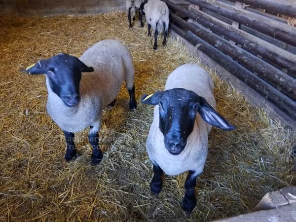 母羊, White Suffolk sheep