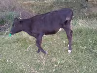 公牛, Holstein breed — 照片 2