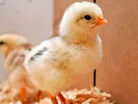 एडलर सिल्वर — फ़ोटो 7