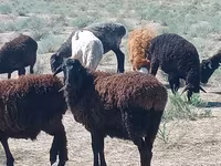 公羊, Edilbay sheep — 照片 2