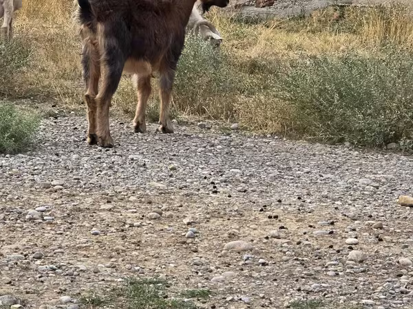 公山羊, Goats