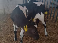 Kuh, Holstein-Rasse — Foto 5