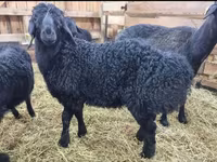 公羊, Baerchuke sheep — 照片 8