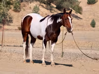 घोड़ा, National Show Horse — फ़ोटो 2