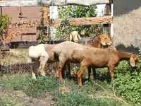Ram, Rhon sheep — photo 2