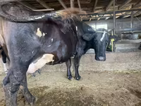 母牛, Cattle — 照片 3
