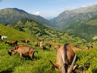 عنزة, Alpine goat — الصورة 1