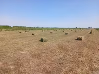 Продаётся тюки плотные с поля 250 — 照片 2