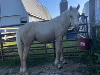 Caballo, Palomino — foto 3