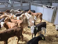 公牛, Cattle — 照片 6