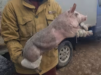 母猪, Pigs — 照片 3