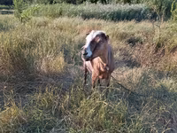 母山羊, Goats — 照片 3