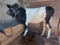 母牛, Cattle — 照片 5