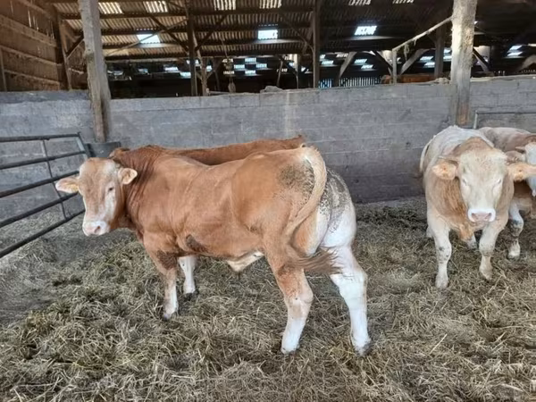 公牛, Cattle