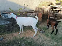 عنزة, Saanen goat — الصورة 7