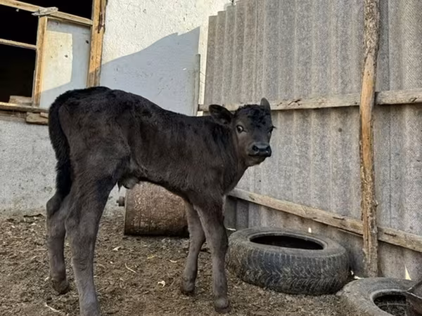 Toro, Ganado vacuno — Kirguistán