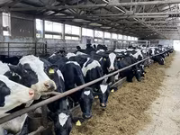 母牛, Holstein breed — 照片 1