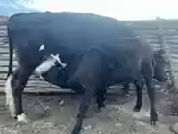 गाय, मवेशी — फ़ोटो 3