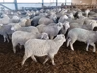 Sheep, Kuibyshev sheep — photo 1