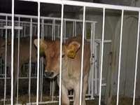 Bulle, Holstein-Rasse — Foto 7