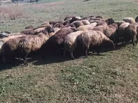 公羊, Sheep — 照片 1