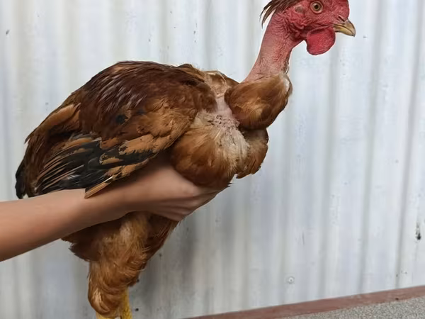 Chickens — Kyrgyzstan