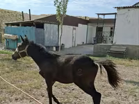 母马, Kazakh horse — 照片 2