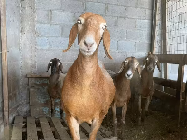 Oveja, Arashan sheep — Kirguistán
