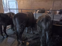 母牛, Swiss cattle — 照片 6