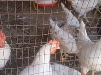 Leghorn — photo 1
