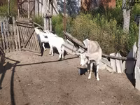 Goat, LaMancha goats — photo 4