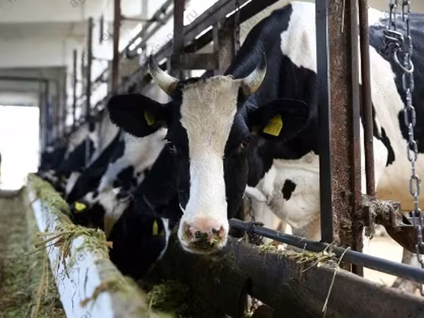 公牛, Cattle