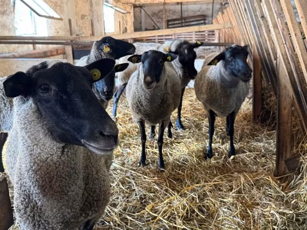 母羊, Baerchuke sheep