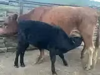 गाय, मवेशी — फ़ोटो 5