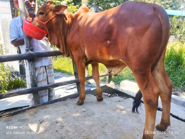 Bull, Cattle