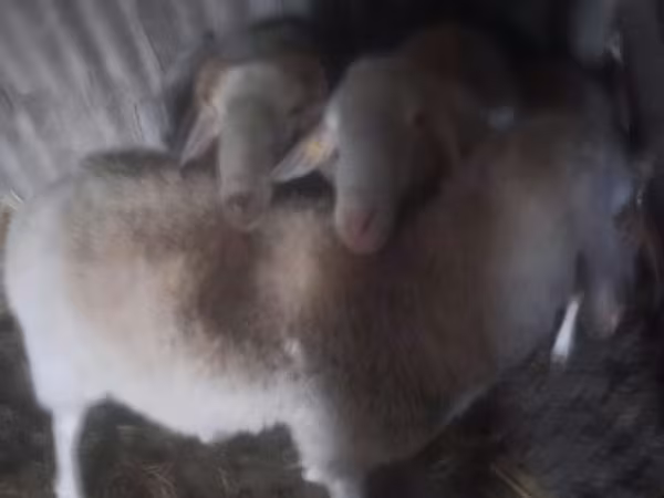 公羊, Assaf sheep