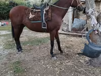 公马, Thoroughbred horse — 照片 1