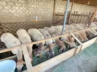 Carnero, Rhon sheep — foto 2