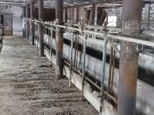 母牛, Bukovinian factory type of red-spotted Ukrainian cow
